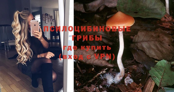 прущие грибы Алзамай